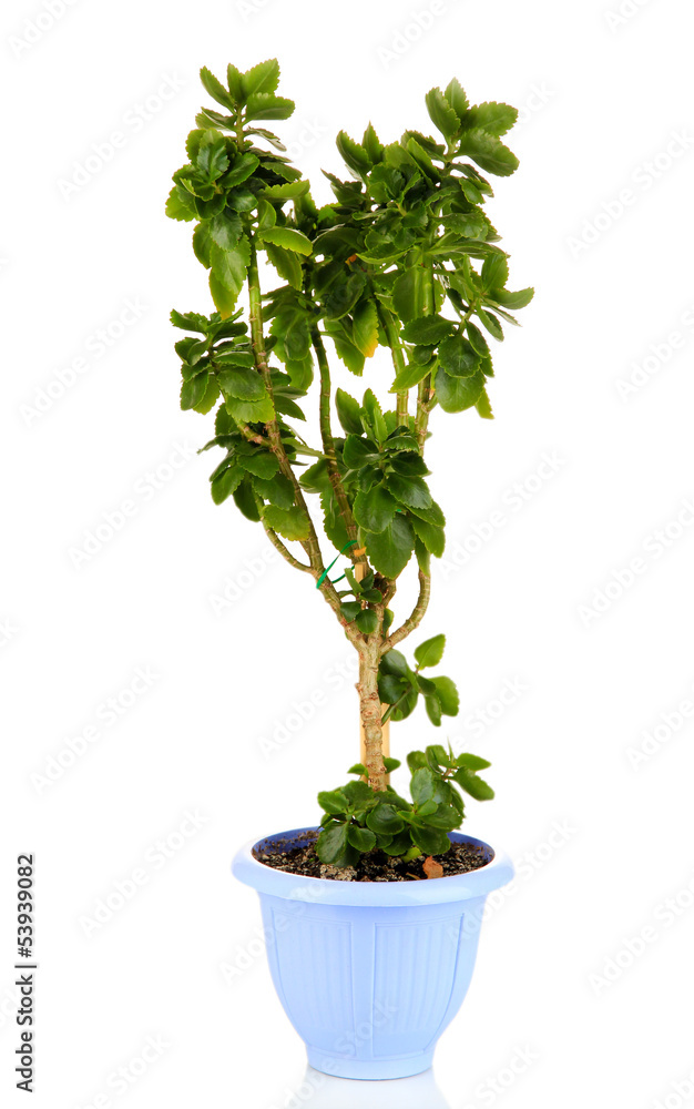Money tree isolated on white Money tree isolated on white