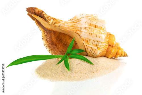 Shell on sand with bamboo