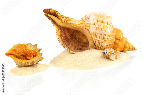 Shells on sand