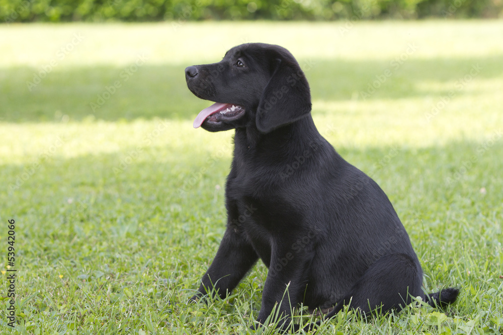 portrait of a labrador puppy