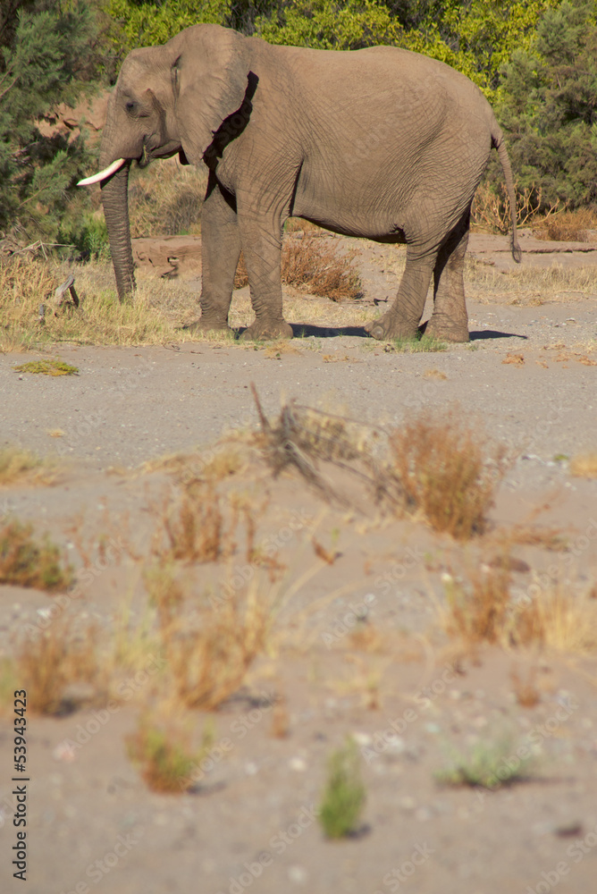 Fototapeta premium Elephants in the Skeleton Coast Desert