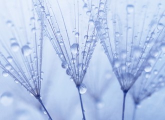 Fotobehang Paardenbloem met waterdruppels Tedere paardenbloempluizen in close-up  © HR