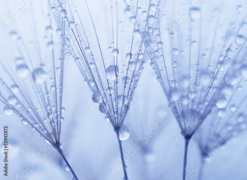 Dandelion seeds