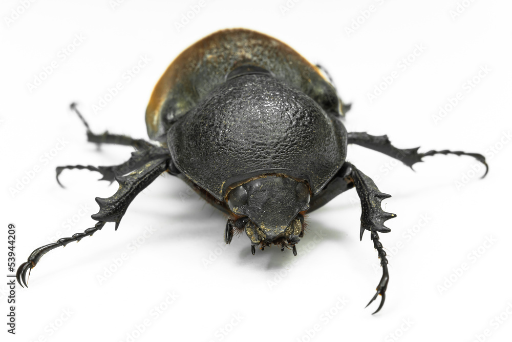 Earth- boring dung beetle Earth- boring dung beetle