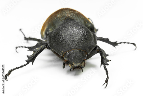 Earth- boring dung beetle © theyok