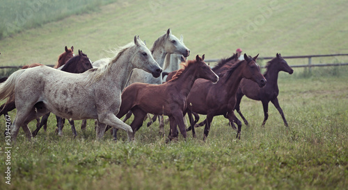 Picture of bevy wild horses on the meadow