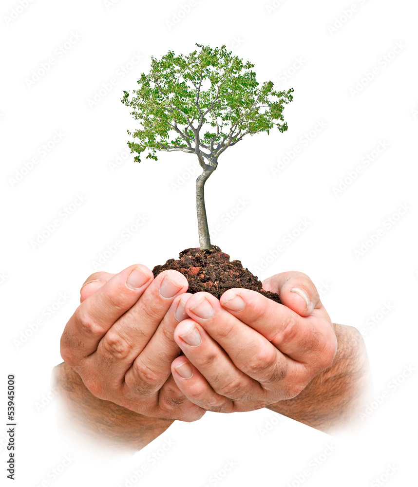 Birch in hands Birch in hands