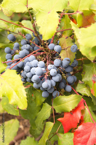 Oregon Grape Plant Closeup photo