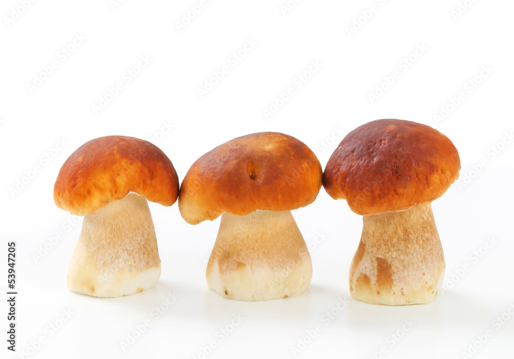 Fresh edible mushrooms