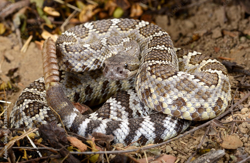 Southern Pacific Rattlesnake (Crotalus viridis helleri). Southern Pacific Rattlesnake (Crotalus viridis helleri).