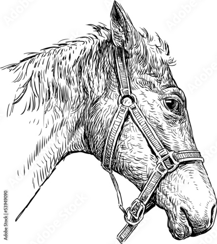 head of harnessed horse