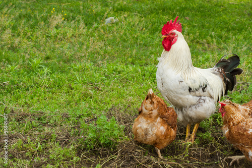 cock and chickens graze on grass