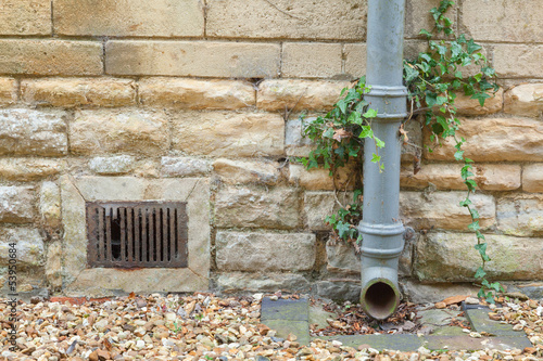 Фотография Ivy covered iron drainpipe