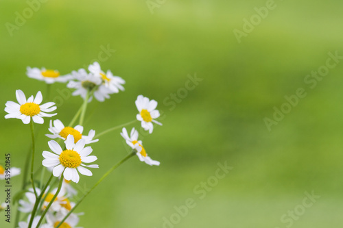 Fototapeta Naklejka Na Ścianę i Meble -  heilpflanzen