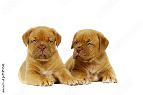 Fototapeta Naklejka Na Ścianę i Meble -  Two Dogue De Boudeux Puppies laid Isolated on a white background
