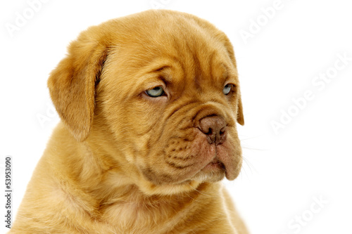 Dogue De Boudeux Puppy Close Up Isolated on a white background