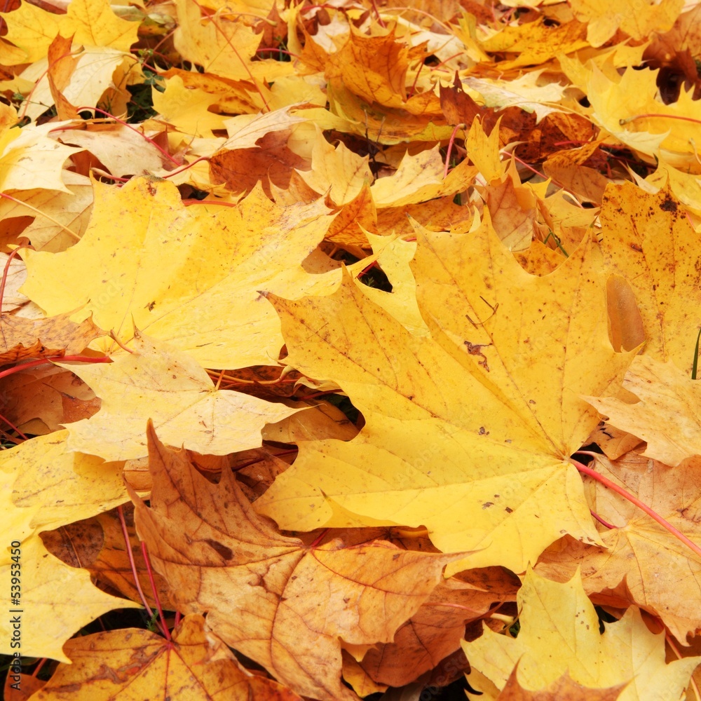 Close-up of colorful autumn leaves in park