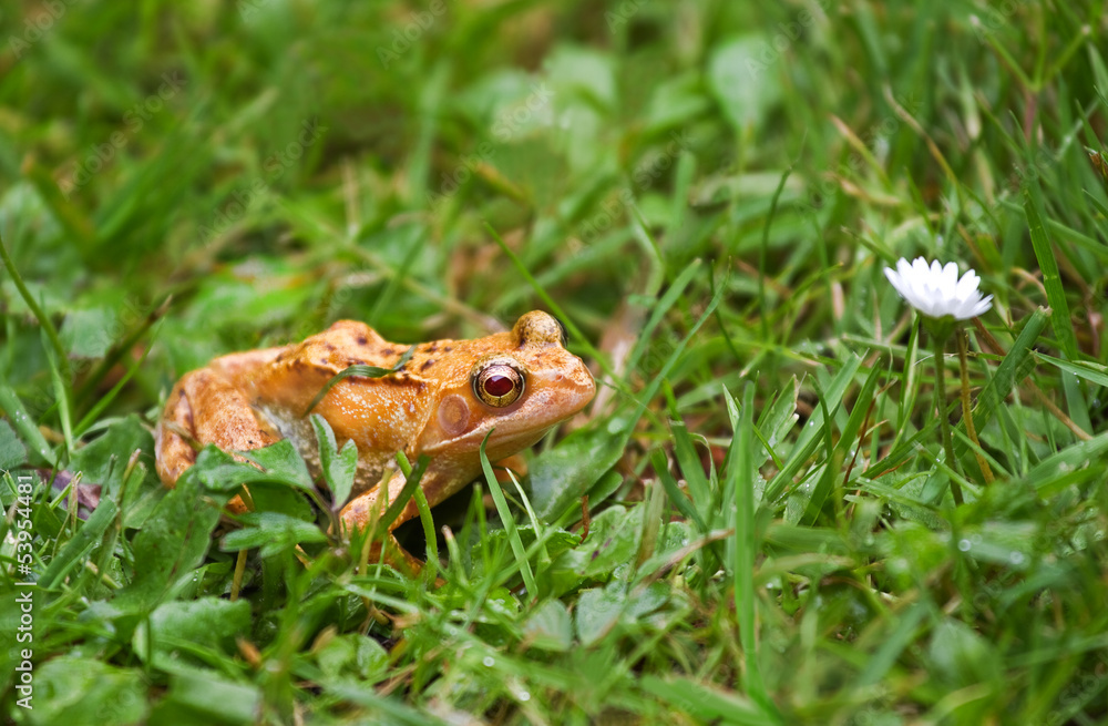 Fototapeta premium Albino frog with red eyes