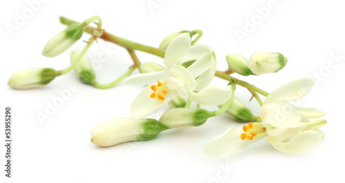 Edible moringa flower over white background photo