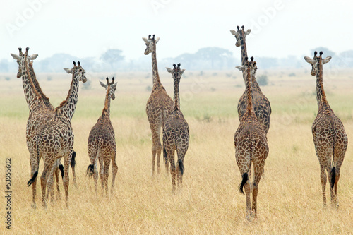 Herd of giraffes #53955602