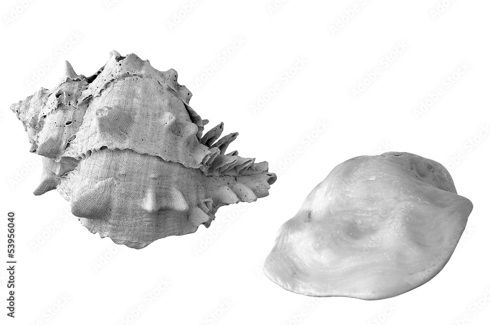 Obraz premium seashell