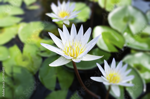 White lotus and green leaves
