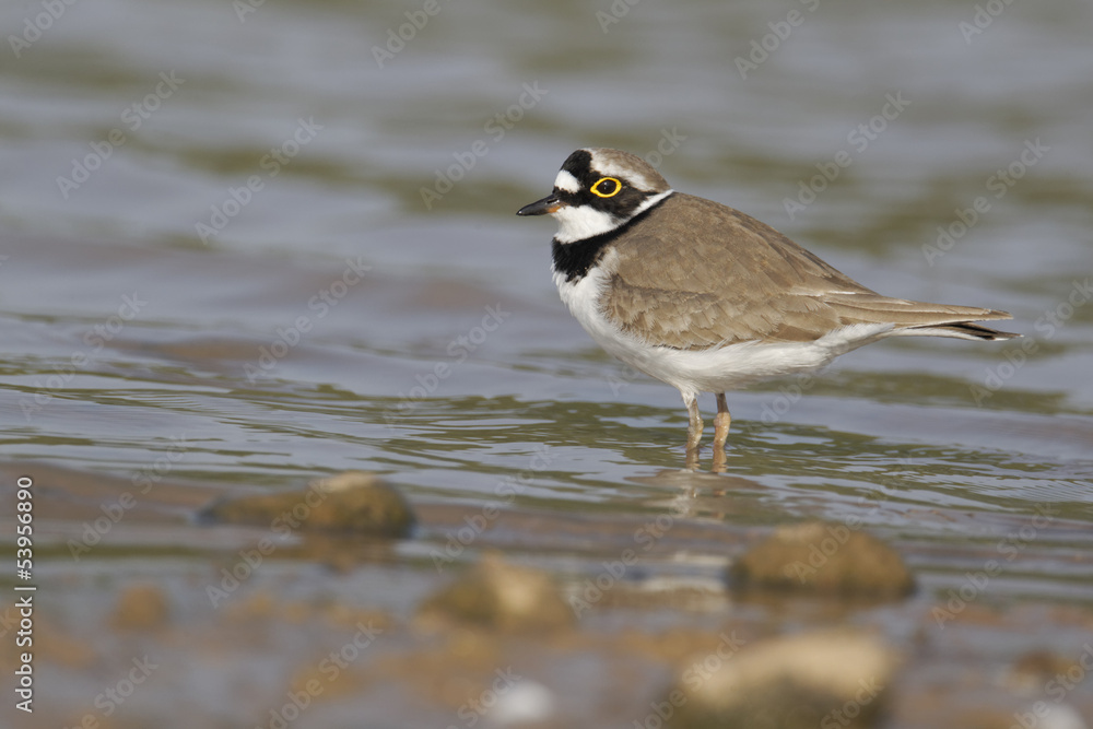 Obraz premium Little-ringed plover, Charadrius dubius