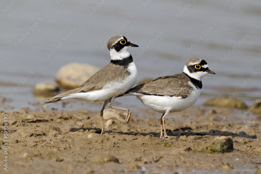 Little-ringed plover, Charadrius dubius Little-ringed plover, Charadrius dubius