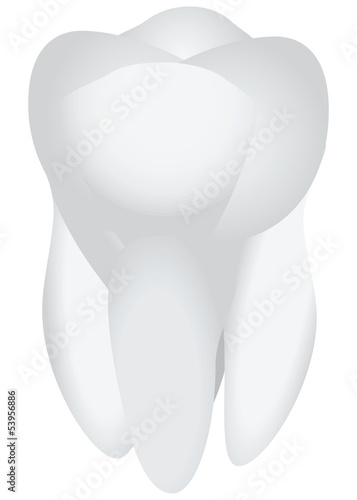 Human tooth