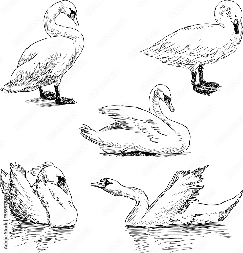 Fototapeta premium sketch of a swans