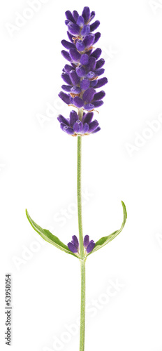 Fototapeta Naklejka Na Ścianę i Meble -  lavender flower