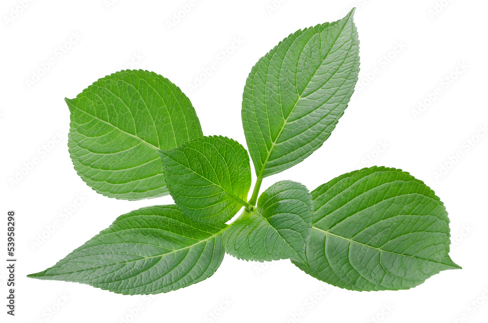 hydrangea sprig hydrangea sprig
