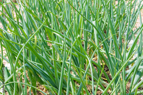 sprouts green onions