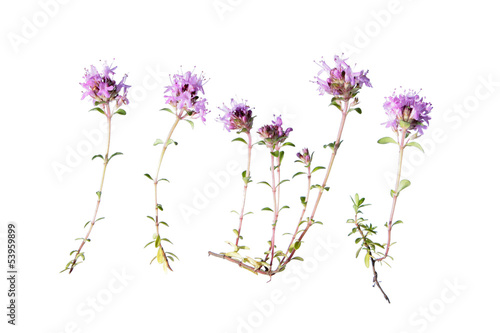 Wild thyme isolated on white