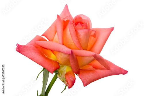 Canvas Print Orange rose on white