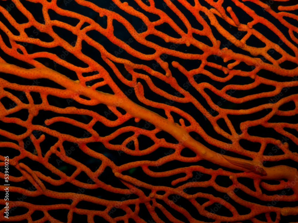 Sea fan coral Sea fan coral