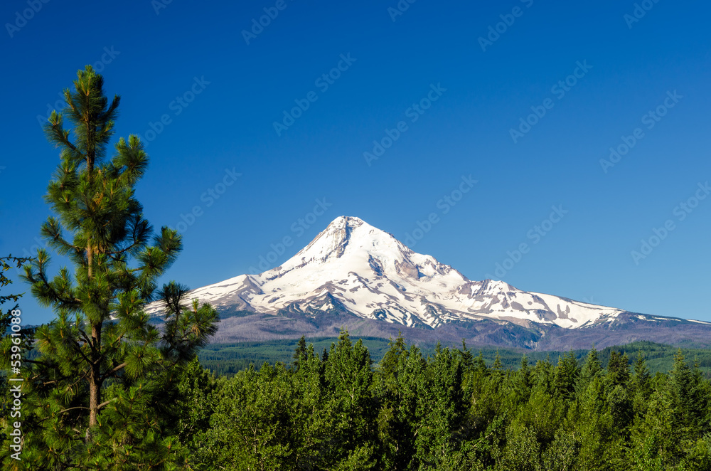 Mt. Hood and Pine Trees