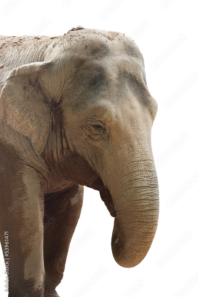 Obraz premium Elephant head