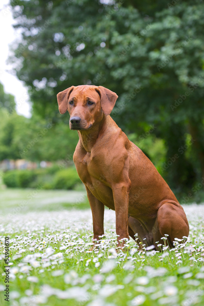 Rhodesian ridgeback dog puppy in a field of flowers Rhodesian ridgeback dog puppy in a field of flowers