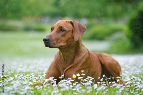 Rhodesian ridgeback dog puppy in a field of flowers