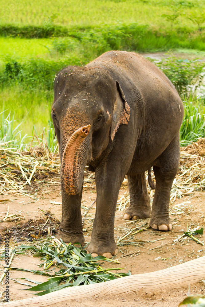 Thai elephant chiangmai Thailand