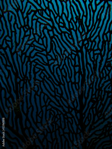 Sea fan coral photo