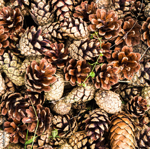 Pile of   brown pine cones for backgrounds or textures. Close up photo