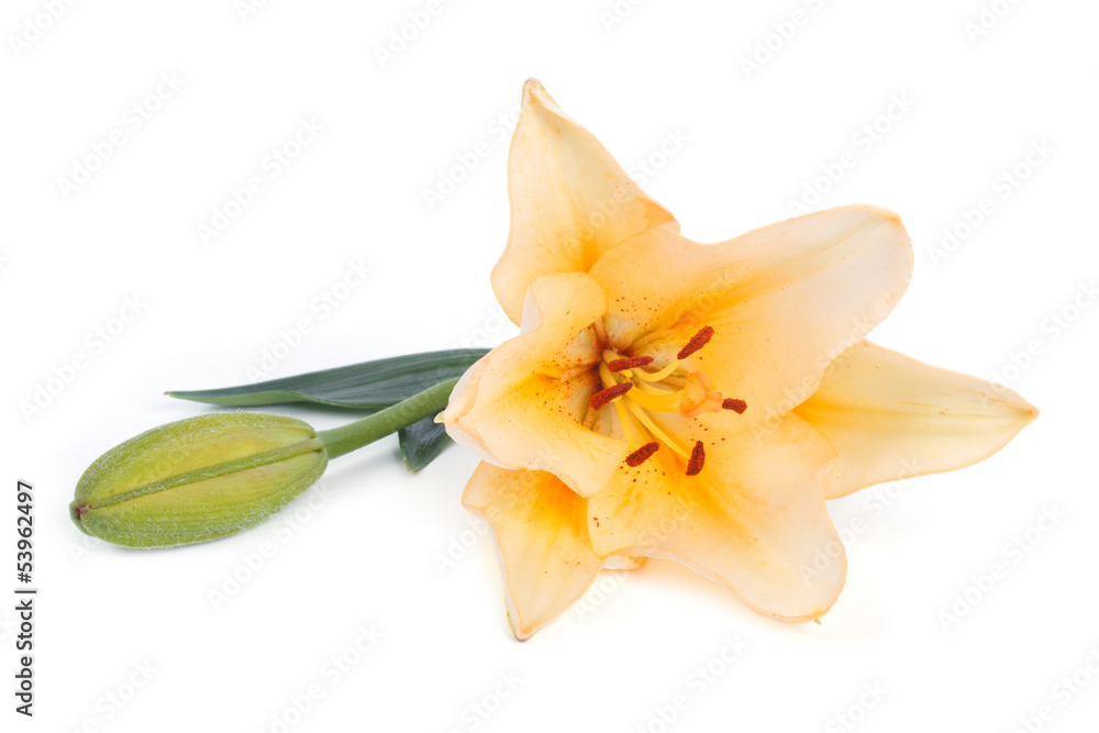 Fototapeta premium yellow lily flower with a bud isolated on white background