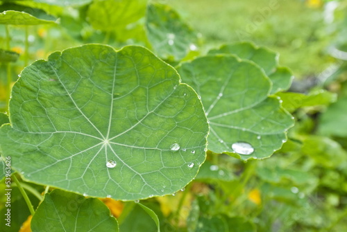 Rain drops on round leaves of nasturtium.
