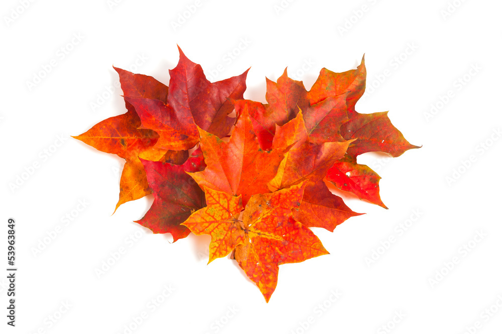 Fototapeta premium autumn maple leaves, heart shape