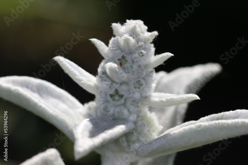 Lamb's Ear photo