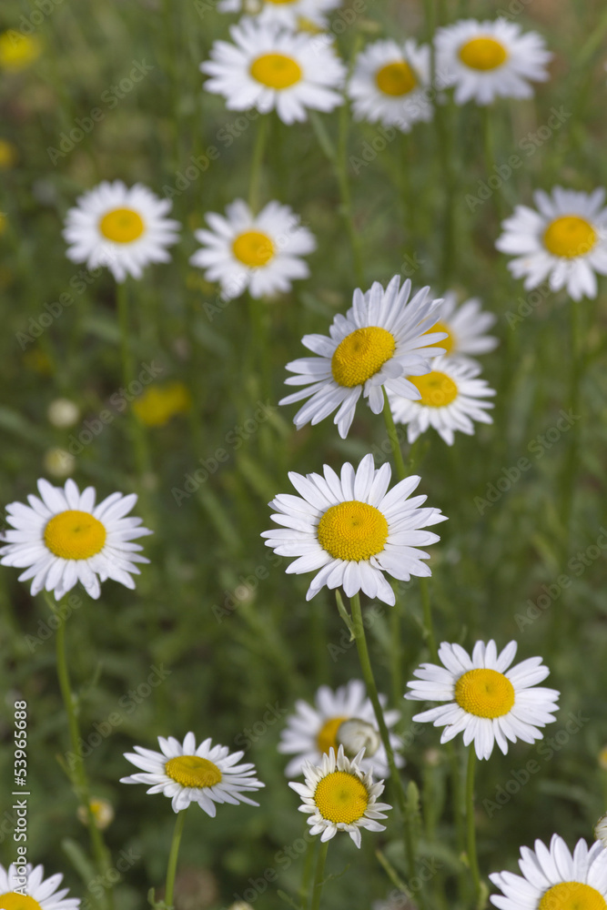 Colorul Daisies Colorul Daisies