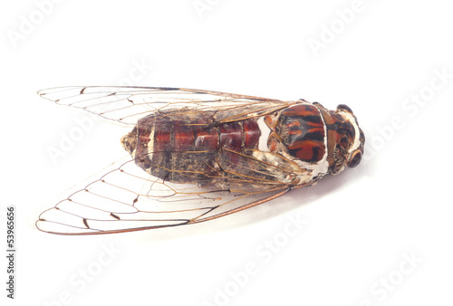 cicada © natara