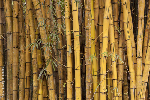 Bamboo